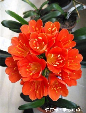 君子兰|阿婆的“君子兰”养了十多年,年年出新芽,年年开爆花,咋养的?