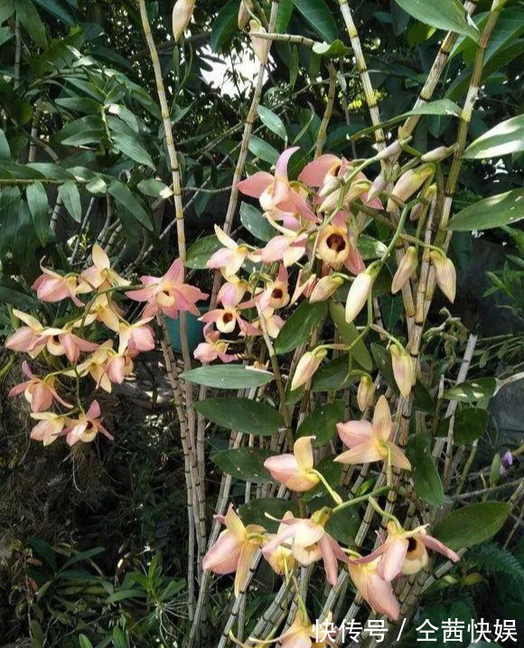 棕榈皮|门前石头上长了一丛草,朋友出1000元来买,开起花来真漂亮!