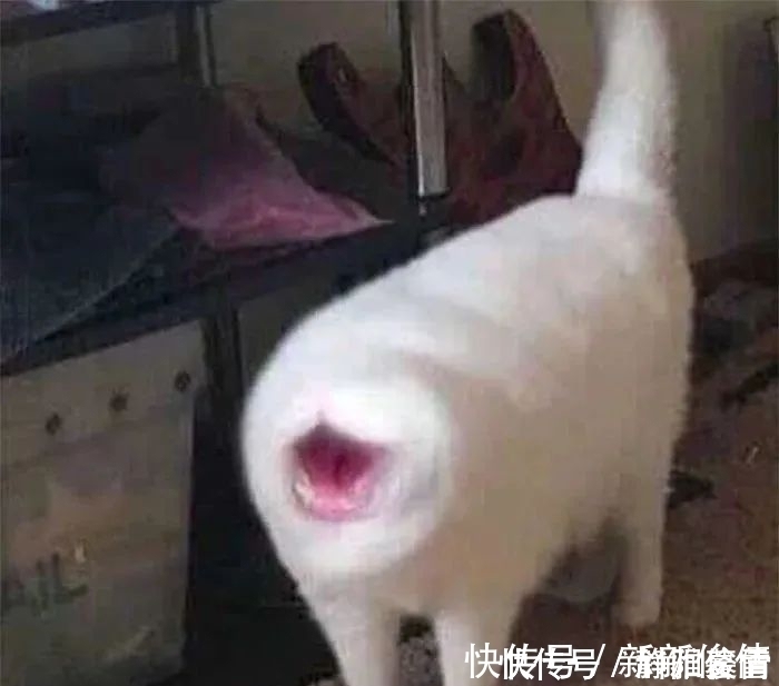 插画作品$插画家画了几只猫,被网友吐槽瞎画,放上原照后,人们直接无语