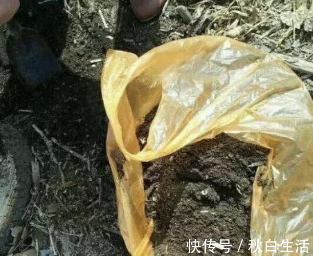 土壤有“虫卵”，3个“小步骤”做好，土壤变干净，花卉不烂根
