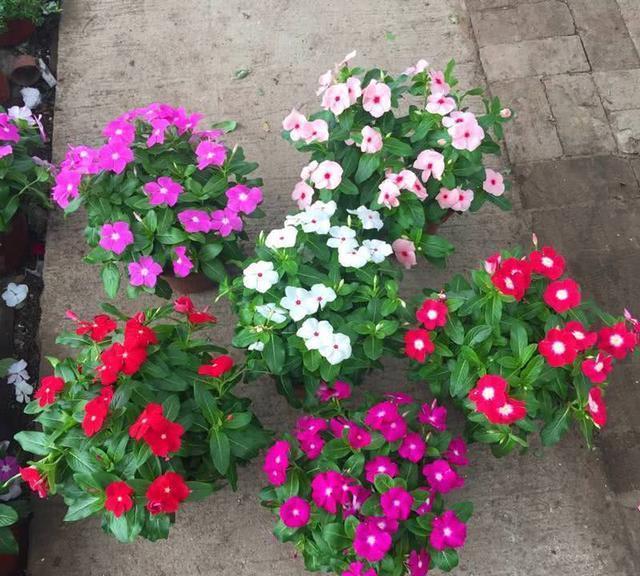 号称开花机器,一开就是300天,插土里就能活,阳台变花海