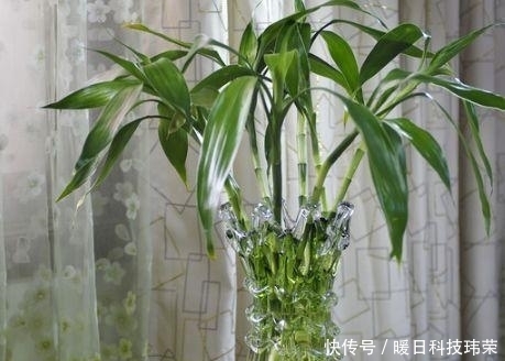 健康|这“3种”植物不管价格多“贵”, 也要养一盆, 身体变得更健康!