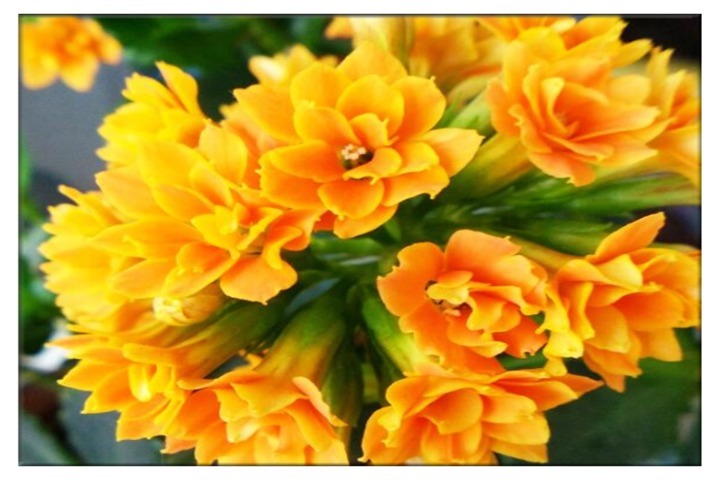 养长寿花，注意这一招，花开娇又艳，爆盆不是梦