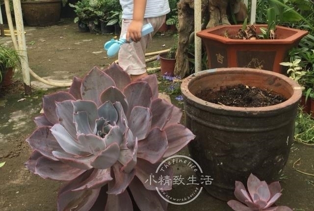 他用水缸养多肉,2年养出巨无霸晚霞,肉友头一次见