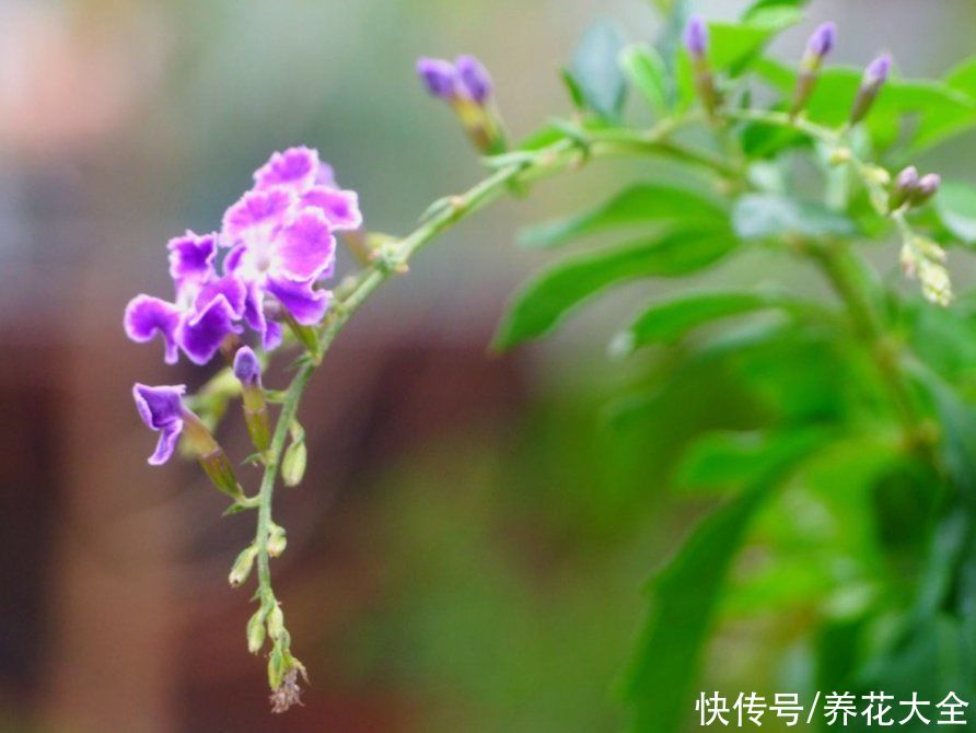  奶油味|花中“甜心”蕾丝金露，巧克力奶油味，一闻就上瘾