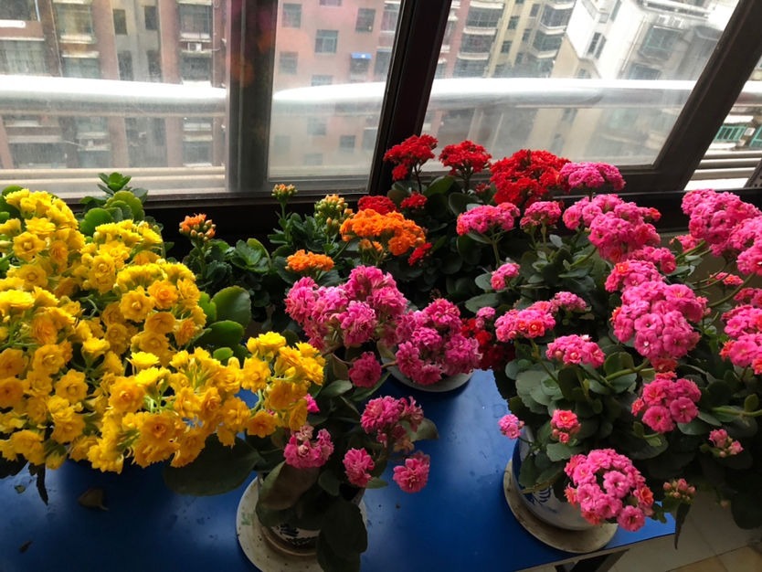 门口放了一盆百合花,转了个身的功夫就被人偷折,真气人