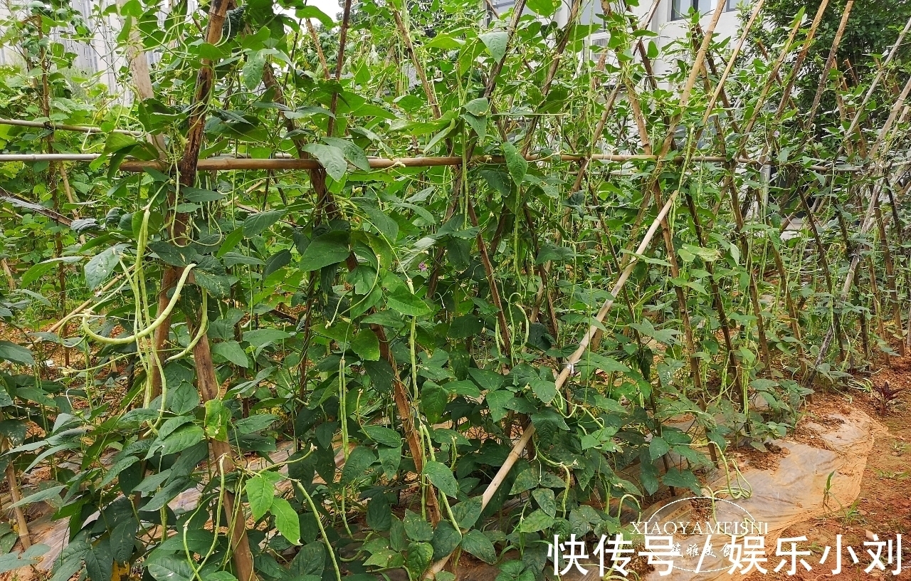 农庄|在小区租了一分菜地,年租金900元,5年到期了,是否还要继续?