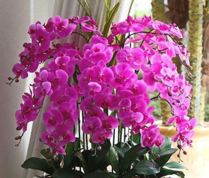 5种花是花中大美女，开花勤爱爆盆，一年四季都赏花