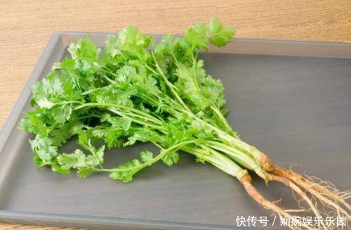 “一根菜叶”就能水培！一个月一桶菜，一茬一茬吃！