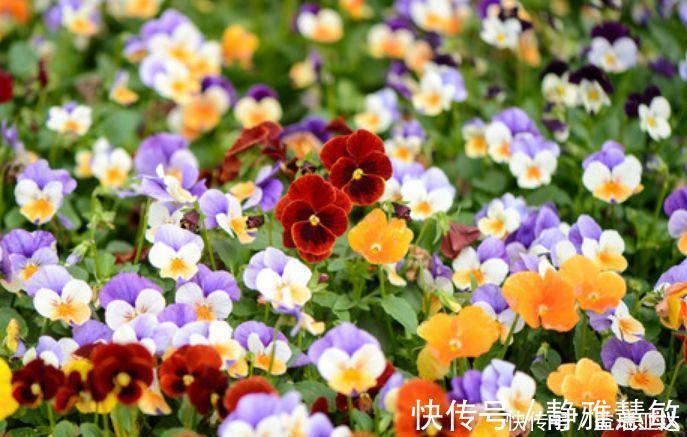 桔梗|养花就养此4种,好养易活花量大,还能散发淡淡的香气