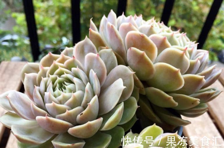 多肉昂斯诺是好品种,最少能找出4个优点来,但也有3个明显的缺点