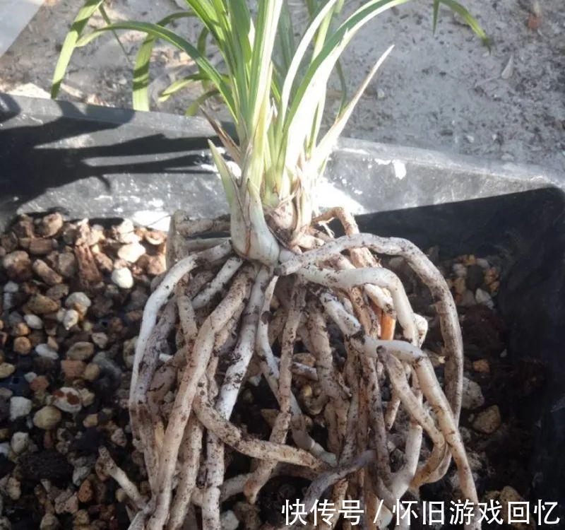 这花不能换盆,现在一动土,小命不保!