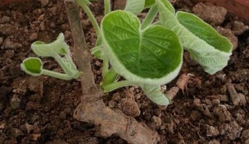 奇异果|“癌细胞”不喜欢这些水果，阳台盆栽上几盆，观叶、观花又观果！