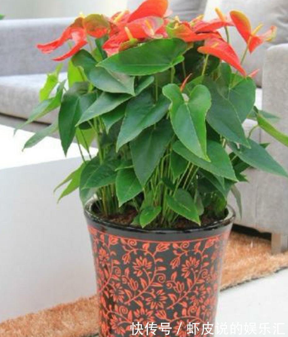 红掌只长叶不开花，新叶长出做好这两点，一叶一花更旺盛