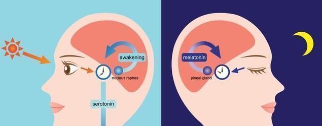褪黑激素|“饭后散步、穿袜睡觉好养生”,错6个错误习惯,你中了几个