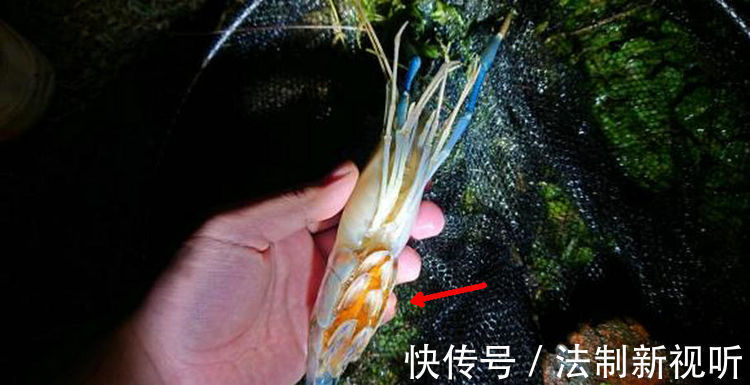 珠江|大虾入侵珠江,有人钓起一只发现满腹虾卵,这是要开始繁殖?