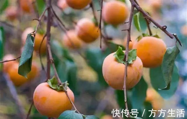 荸荠|子宫“不喜欢”哪些水果?爱吃的女人,趁早在饮食清单中划掉