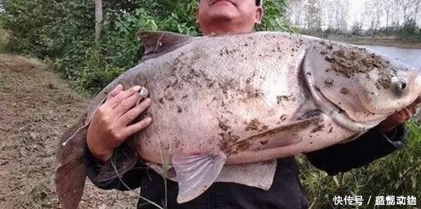 顿口|公开秘籍！“鲢鳙九阴真经”送给爱钓鲢鳙的你！