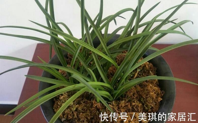 兰花烂根可能是哪些地方出问题？这4处，错一点植株都萎靡