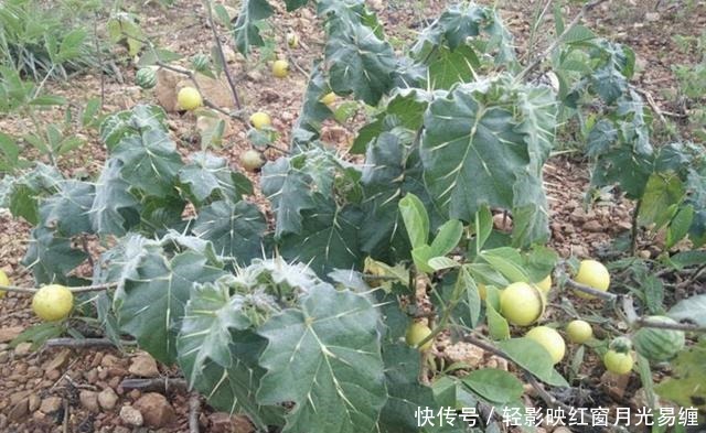 山坡下，1种植物叶片有刺，被称为“刺天茄”，结出黄果子，珍贵
