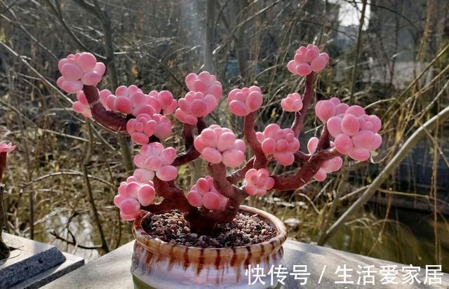 多肉|4种多肉美得独特，血燕拥有紫血斑，小红嘴的红唇最惊艳，真喜欢