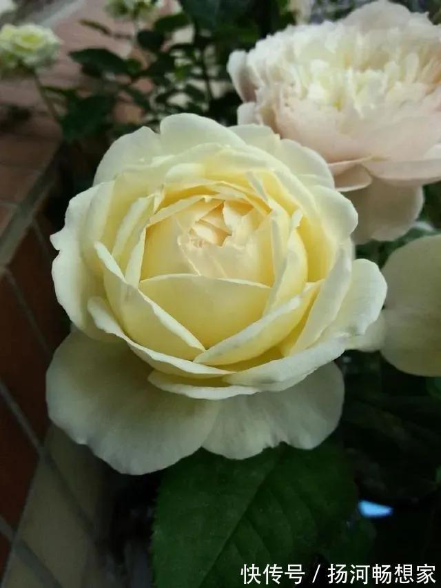 22种最漂亮的月季,一次能开300天,满屋飘香开花多