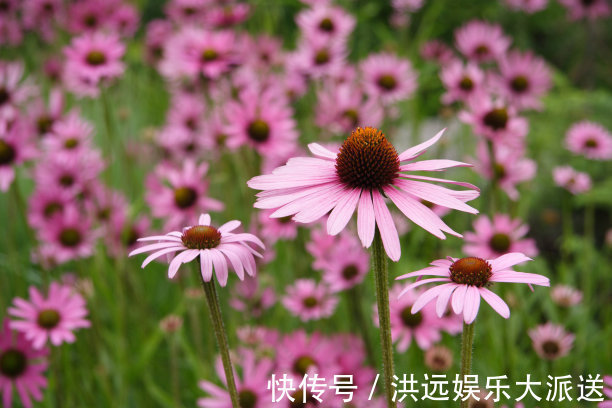 颜色|夏天养什么菊花不能少,颜色种类多,还可以治疗呼吸疾病的菊花