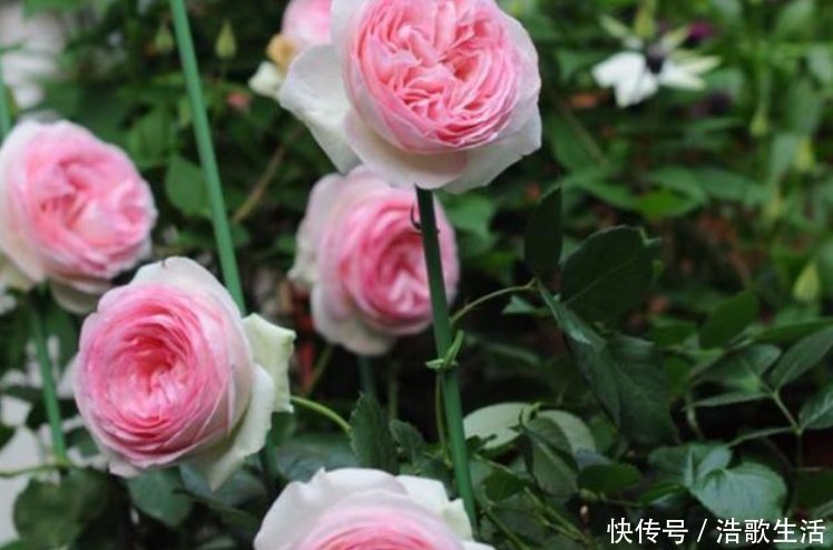 大岩桐花|3种花,都是开花小能手,养在家里繁花似锦,清新脱俗,懒人最爱