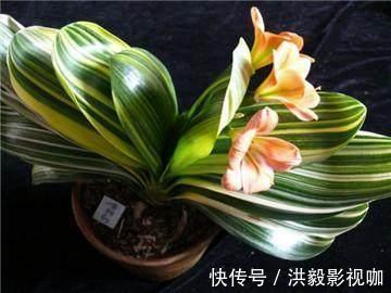 抽葶|专业应对君子兰夹箭技巧,3天抽箭开花,简单粗暴又有效