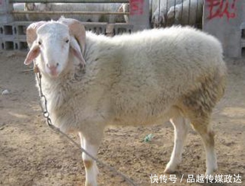 造假|最残忍的文物造假,把玉放入活羊腿中,染成“血玉”后再开刀取出