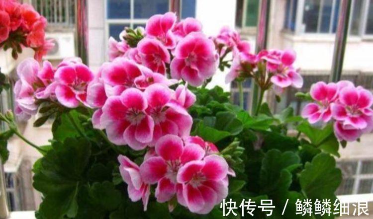 五角星花|4种花美的出奇，一盆几十块，添绿意清空气，格调品味高！