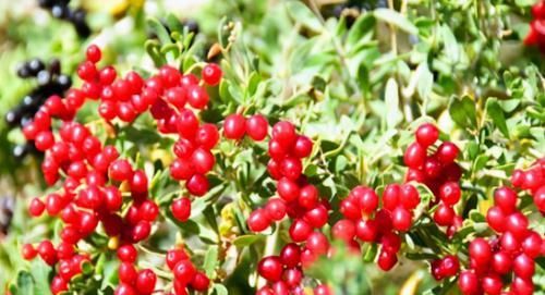  中年|女性过了40岁不想老，不妨多吃3种食物，补足气血、延缓衰老