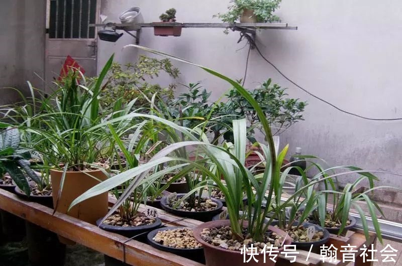 台友|封闭式阳台也能养出一屋子的兰花,光照和湿度管理很重要!