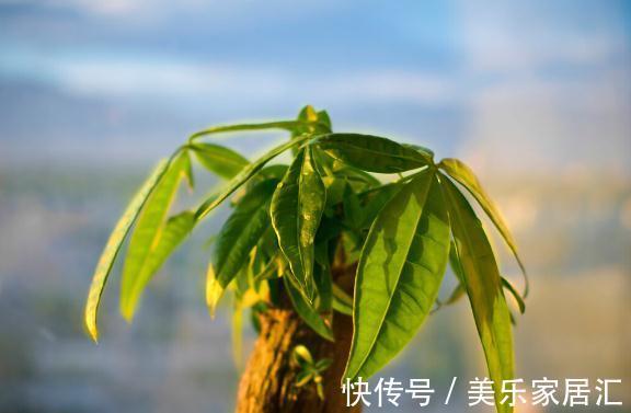 温度低，18种花要“干养”，浇水多很容易冻伤，难养活