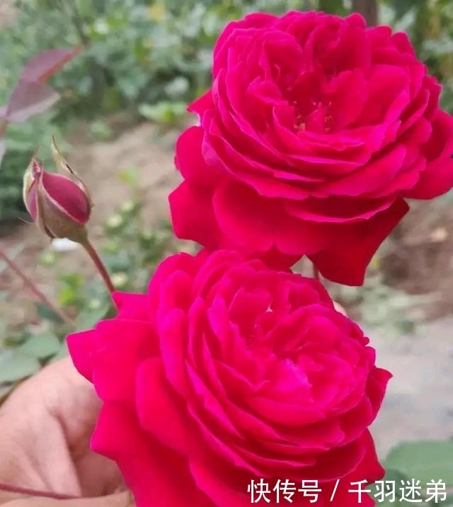 关键|婆婆养月季只选一种,好养抗性强,关键“爱”开花,比养欧月实在