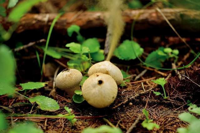 饮片新参|林间“马粪包”是个宝,能吃又可入药,看看到底有何价值