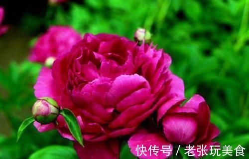 盆栽|4种花堪称花中仙子,花朵超美,开花勤快,种植容易,是盆栽佳品