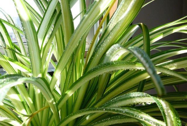 发酵|养花人都用的“黄豆水”,不是所有植物都能用,而且要用对方法