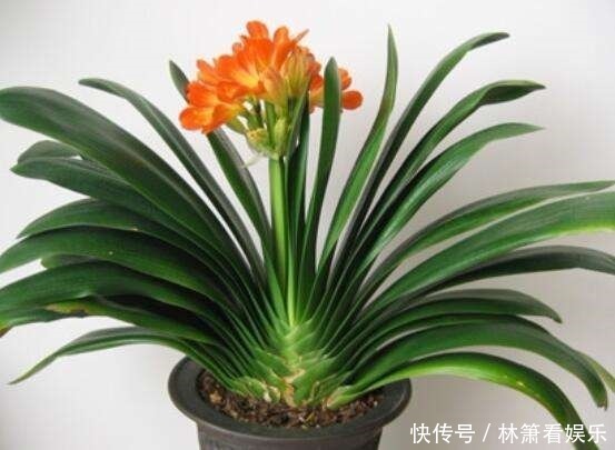 植株|想把君子兰养到爆崽很简单,只要加点这小玩意,小崽噗噗往外冒