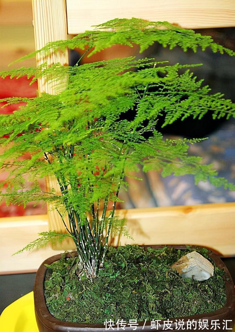 想养文竹学会这5招,生长爆盆,轻松长成小森林