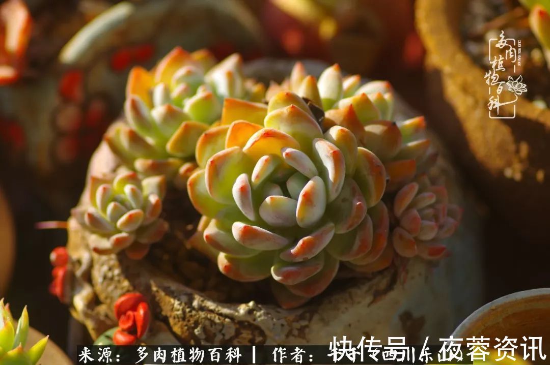 夏天|夏天日晒雨淋，秋老虎来势汹汹，你的多肉准备好逆袭了吗