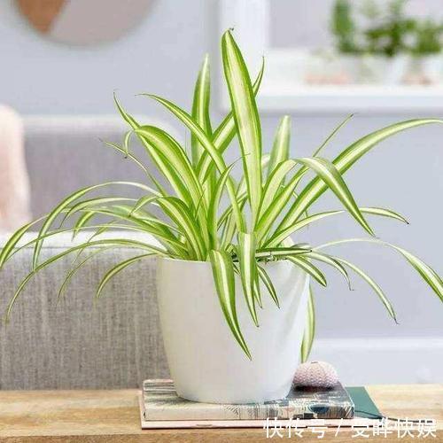 添财|家中万万要摆上这几种植物,等于添财招好运,后悔入住才察觉