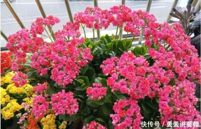 3种花是花中劳模，一年四季开花不断，谁养谁喜欢