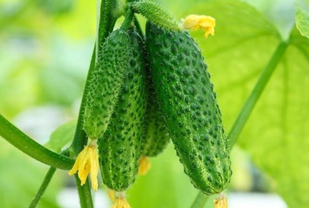 禁忌|黄瓜的4大禁忌,吃对了才有益健康,吃错还有患癌的风险