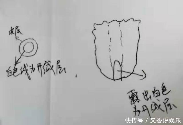 蟹爪兰养不好,用此“神木”一嫁接,快速爆满芽,开成“花树”