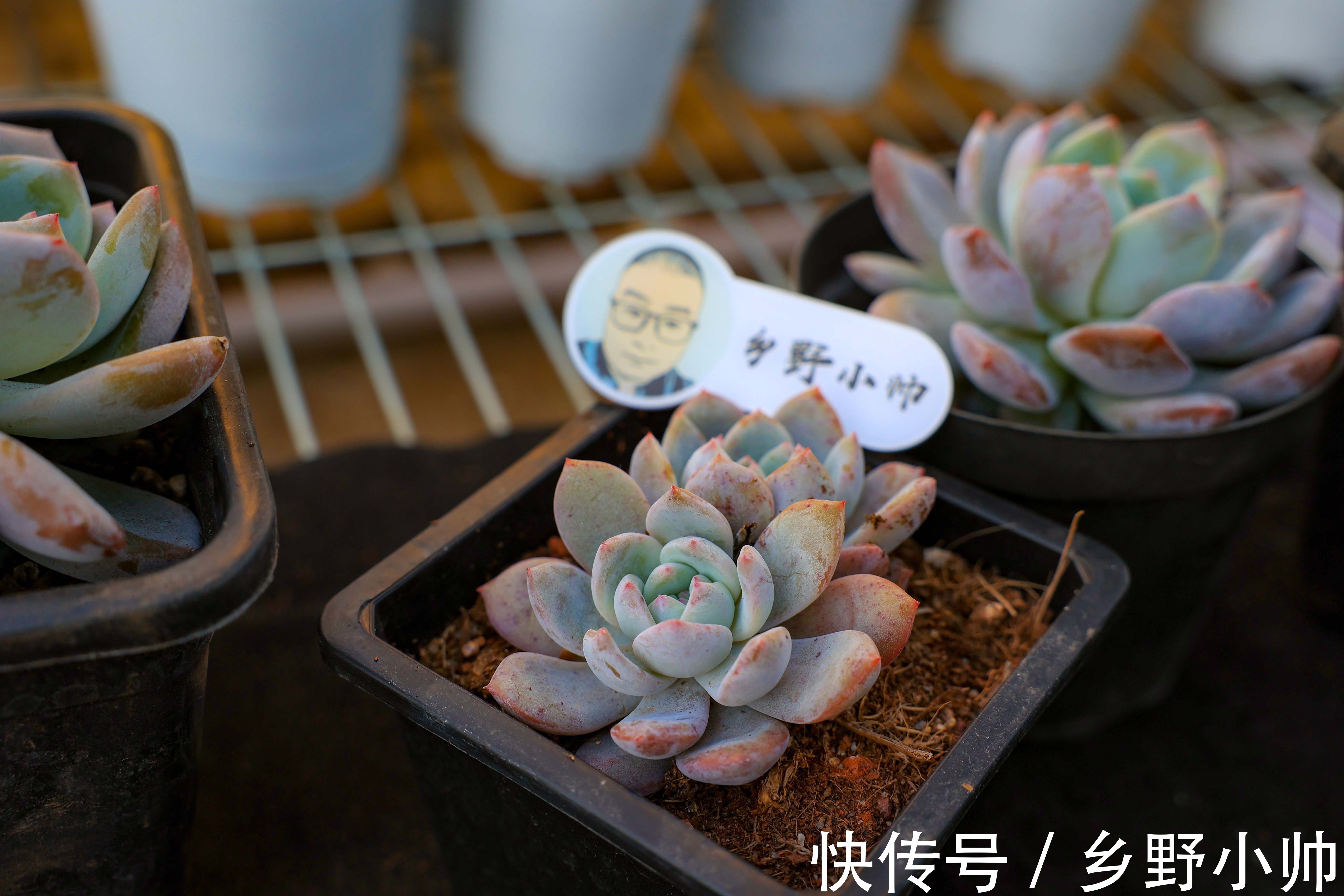 冬天多肉不好服盆?学会这些种植技巧,冬天多肉也可以很美