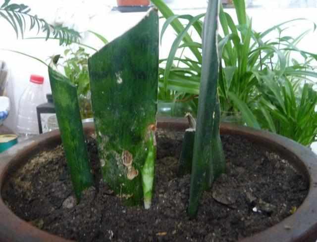 叶片|这6种花只用一片叶子就能繁殖出一大盆,根本不用花钱买!