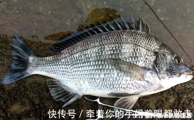 金鲳鱼|5种公认最好吃的海鱼,识货的抢着买,连老板都会给自己留一两条