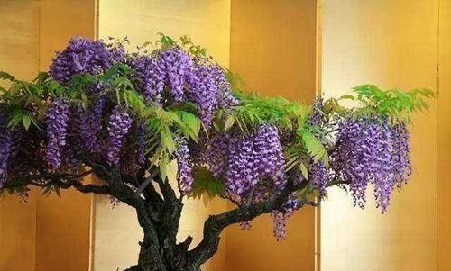 耐冬花|这几种盆栽最适合当传家宝，养一棵能传十代，长寿旺福又聚财