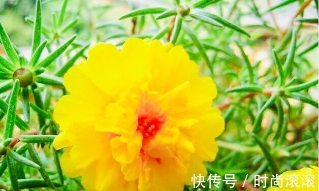 保健品|聪明的女人,用此“保健品”泡水喝,皮肤光滑,防乳腺癌,防癌症